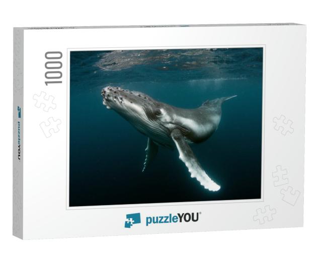 Humpback Whale Calf... Jigsaw Puzzle with 1000 pieces
