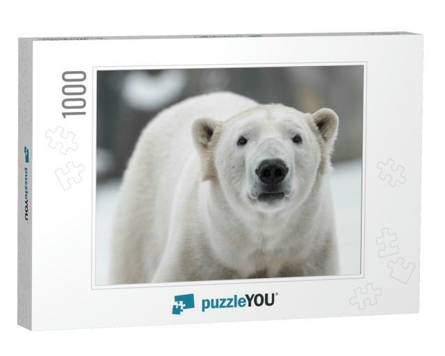 Male Polar Bear Ursus Maritimus in the Snow... Jigsaw Puzzle with 1000 pieces