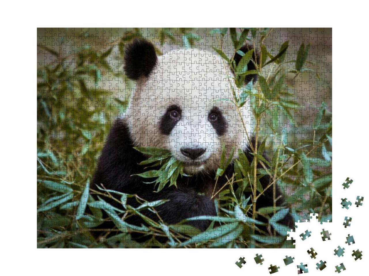 Giant Panda... Jigsaw Puzzle with 1000 pieces
