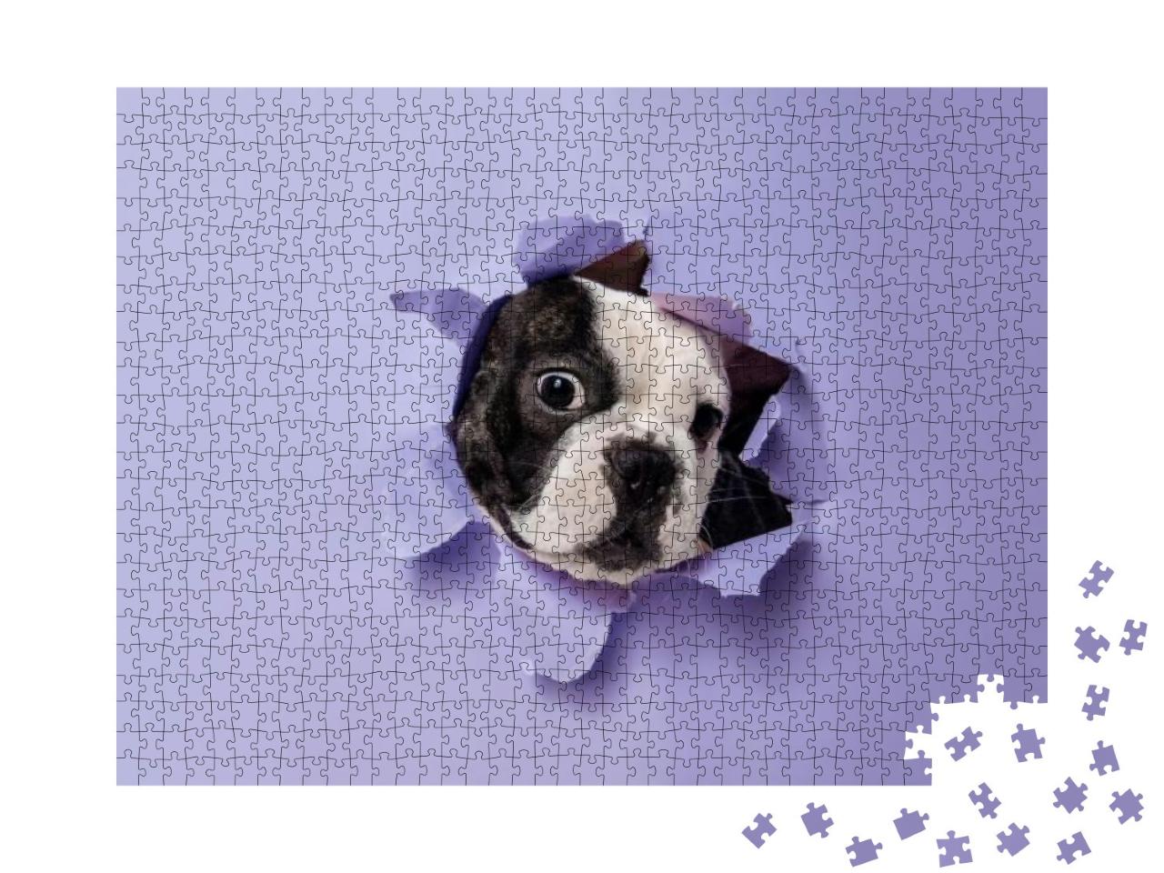 Break Through. French Bulldog Young Dog is Posing. Cute P... Jigsaw Puzzle with 1000 pieces