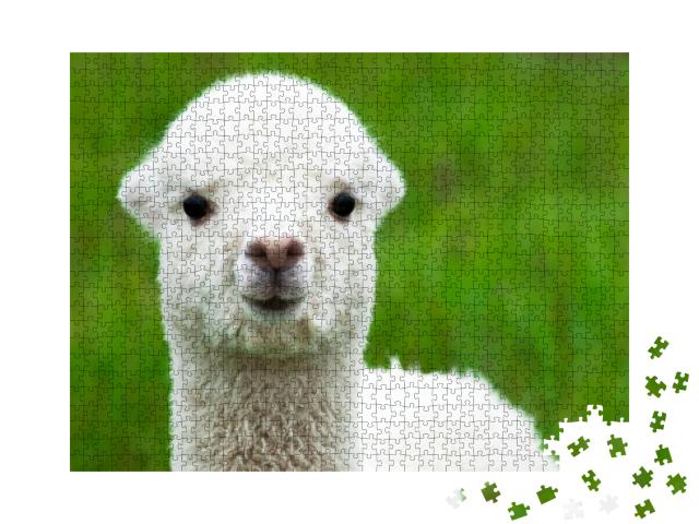 Cute White Alpaca Baby Closeup... Jigsaw Puzzle with 1000 pieces