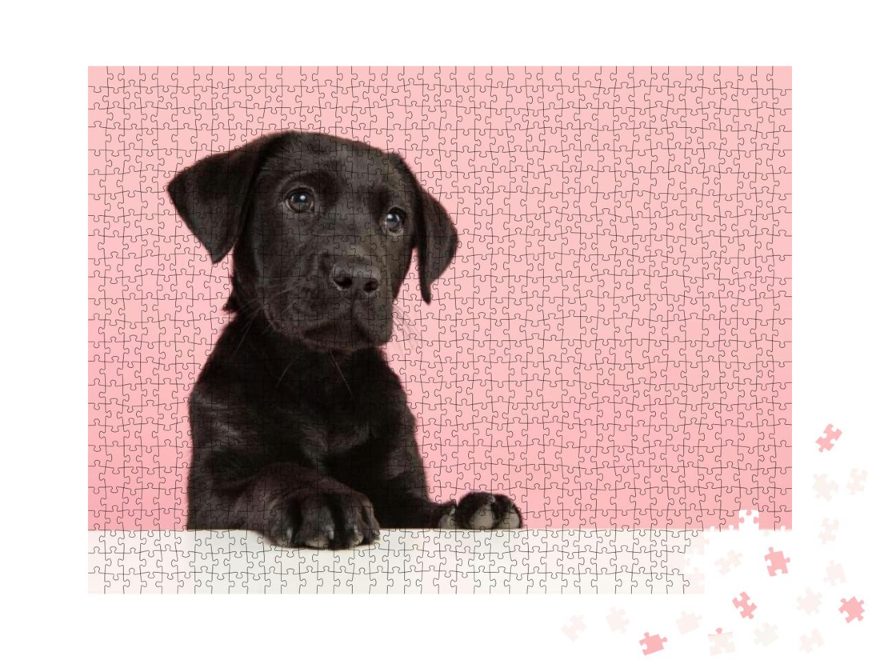Portrait of a Cute Black Labrador Retriever Puppy Looking... Jigsaw Puzzle with 1000 pieces
