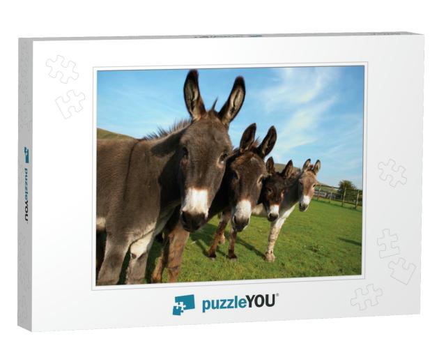 Group of Donkeys in Field Looking to Camera... Jigsaw Puzzle