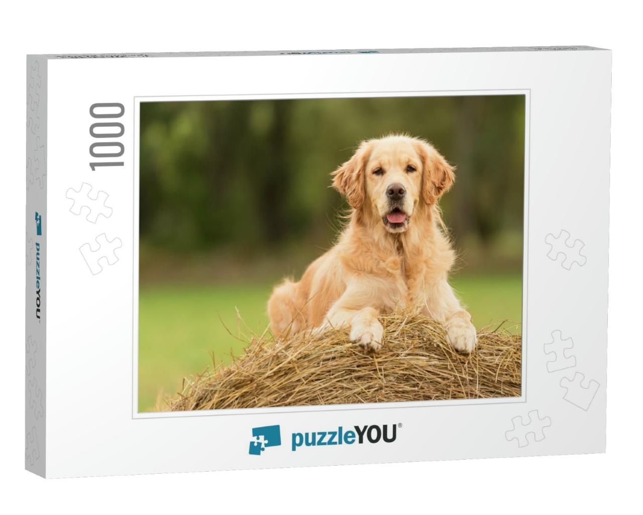 Beauty Golden Retriever Dog Relax on the Hay Bale... Jigsaw Puzzle with 1000 pieces