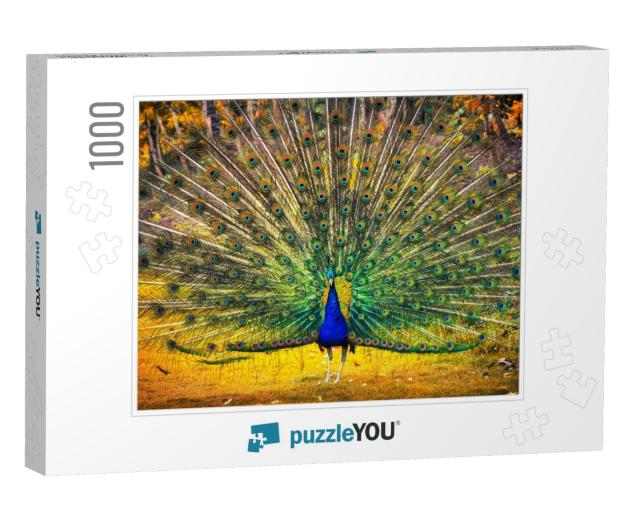 Blue Peacock Showing Its Feathers. Beautiful Bird Backgro... Jigsaw Puzzle with 1000 pieces