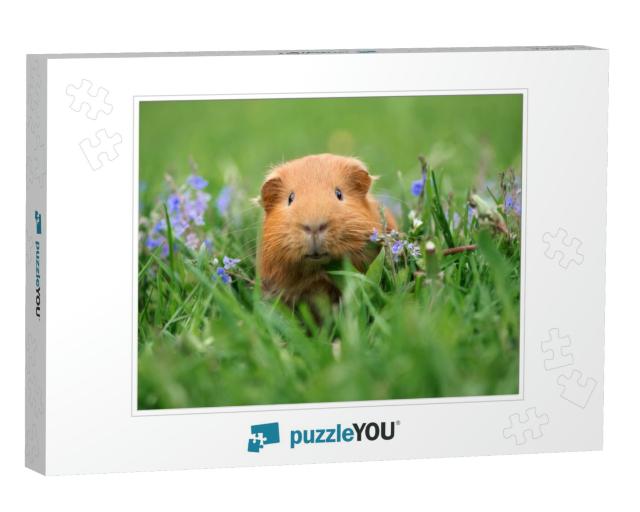Adorable Guinea Pig Posing on Grass... Jigsaw Puzzle