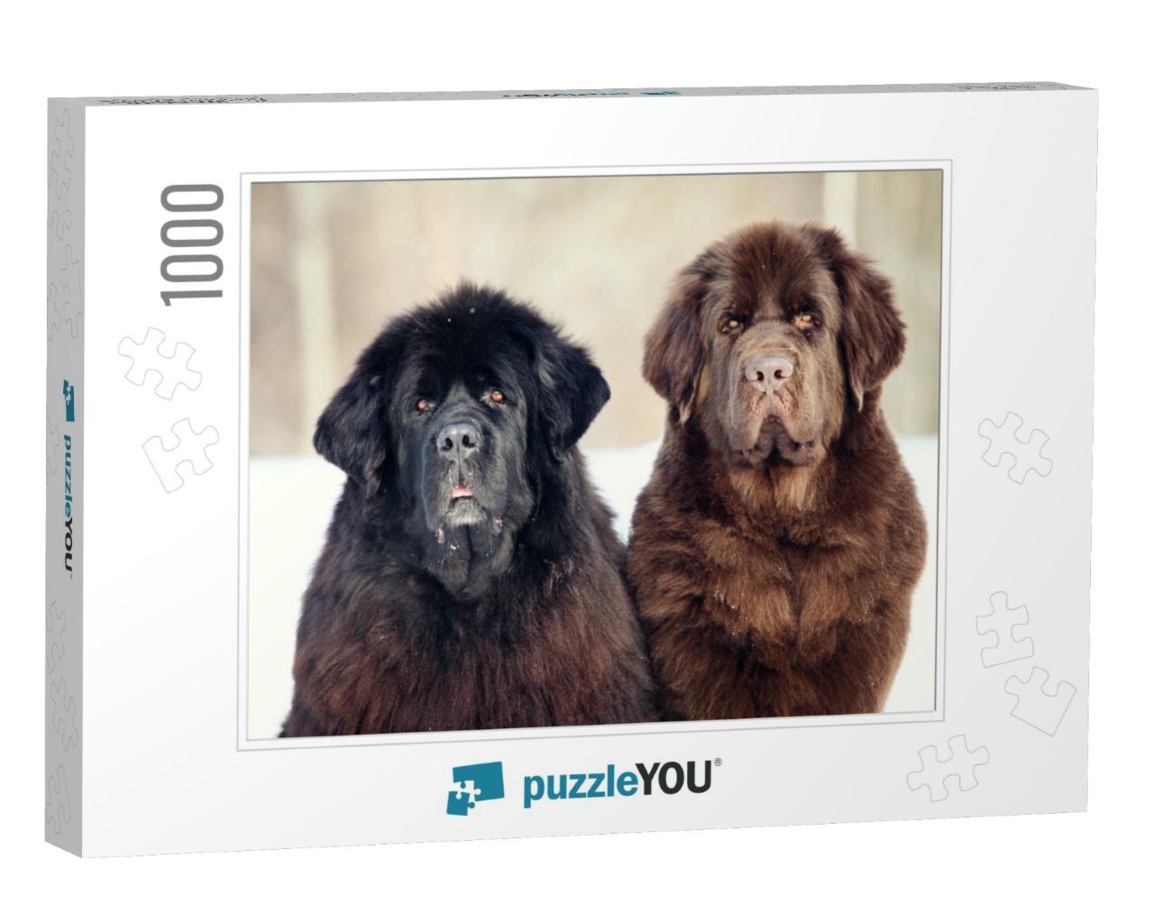 Newfoundland Dog Sitting & Looking At the Camera in Winte... Jigsaw Puzzle with 1000 pieces