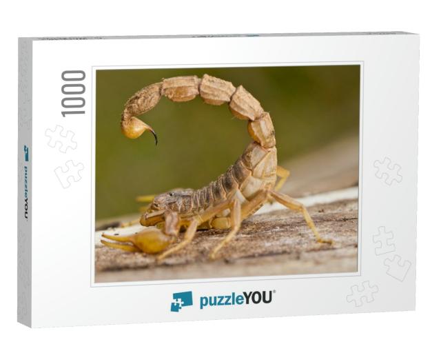 Close View Detail of a Buthus Scorpion Scorpio Occitanus... Jigsaw Puzzle with 1000 pieces