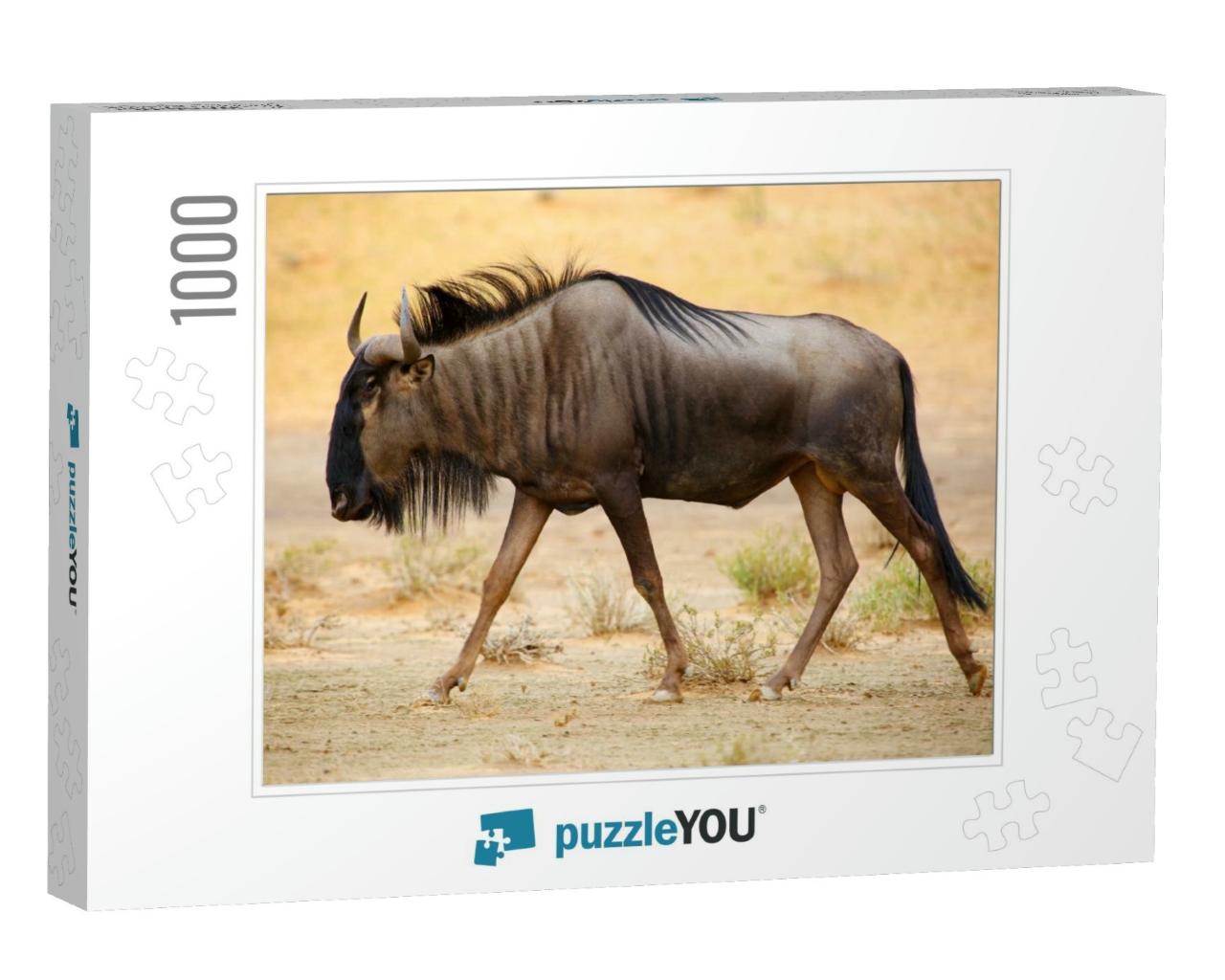 The Blue Wildebeest Connochaetes Taurinus is Walking in t... Jigsaw Puzzle with 1000 pieces