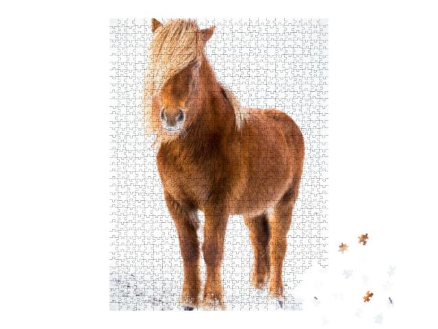 The Icelandic Horse is a Breed of Horse Developed in Icel... Jigsaw Puzzle with 1000 pieces