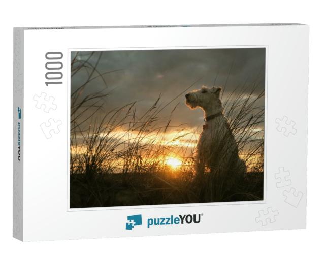 Wire Haired Fox Terrier Sitting with Dramatic Sunset Behi... Jigsaw Puzzle with 1000 pieces