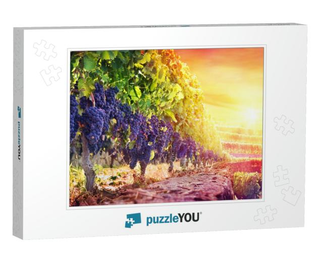 Ripe Grapes in Vineyard At Sunset - Harvest... Jigsaw Puzzle