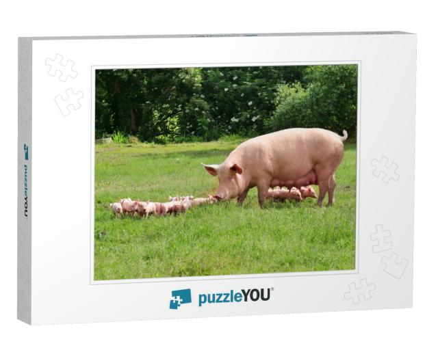 Family of Pigs in a Green Open-Air Lawn Where the Puppies... Jigsaw Puzzle