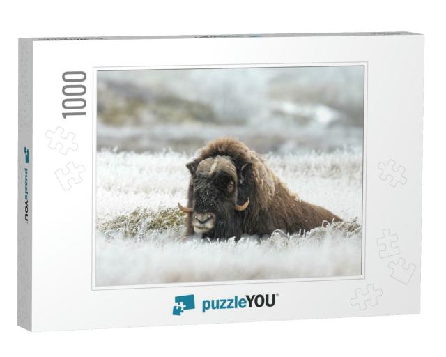 Musk Ox on Mountain... Jigsaw Puzzle with 1000 pieces