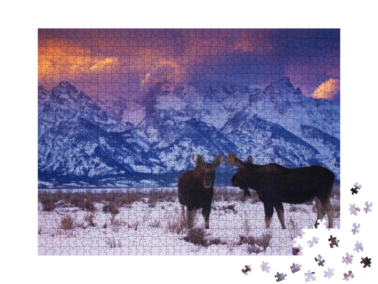 Two Bull Moose Stand Under the Tetons During a Winter Sun... Jigsaw Puzzle with 1000 pieces