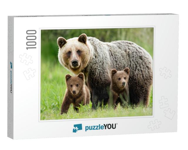 Protective Female Brown Bear, Ursus Arctos, Standing Clos... Jigsaw Puzzle with 1000 pieces