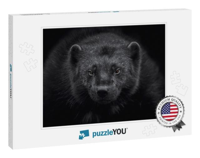 Close-Up of a Wolverine Gulo Gulo Looking At the Camera &... Jigsaw Puzzle