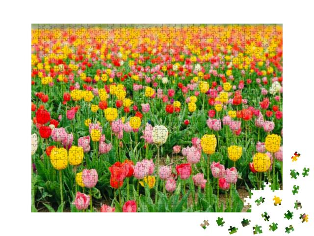 Beautiful Multicolored Tulip Fields in Hokkaido, Japan... Jigsaw Puzzle with 1000 pieces