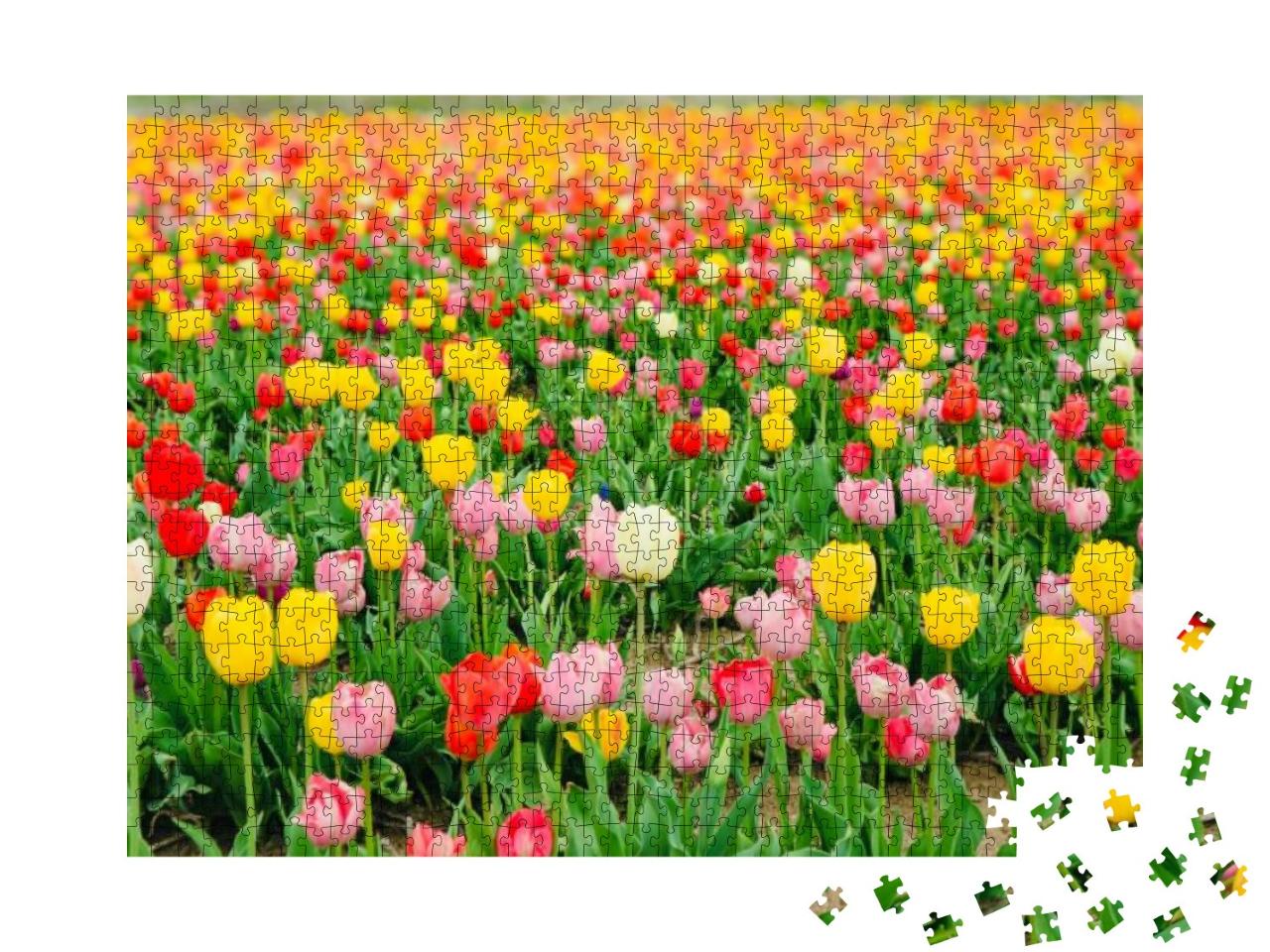 Beautiful Multicolored Tulip Fields in Hokkaido, Japan... Jigsaw Puzzle with 1000 pieces