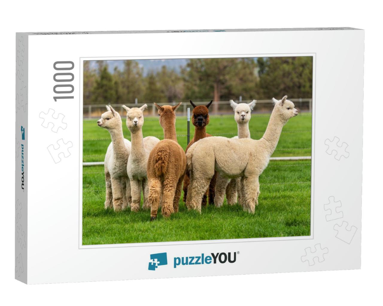 Alpacas on a Ranch on a Farm in a Field in Oregon... Jigsaw Puzzle with 1000 pieces