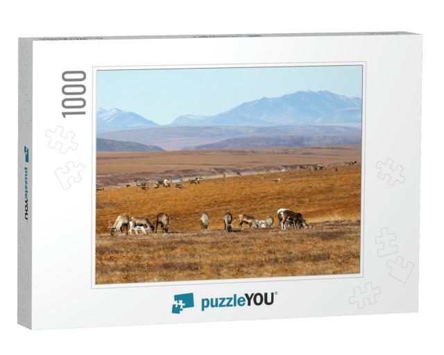 A Herd of Reindeer in the Tundra. Autumn Arctic Landscape... Jigsaw Puzzle with 1000 pieces