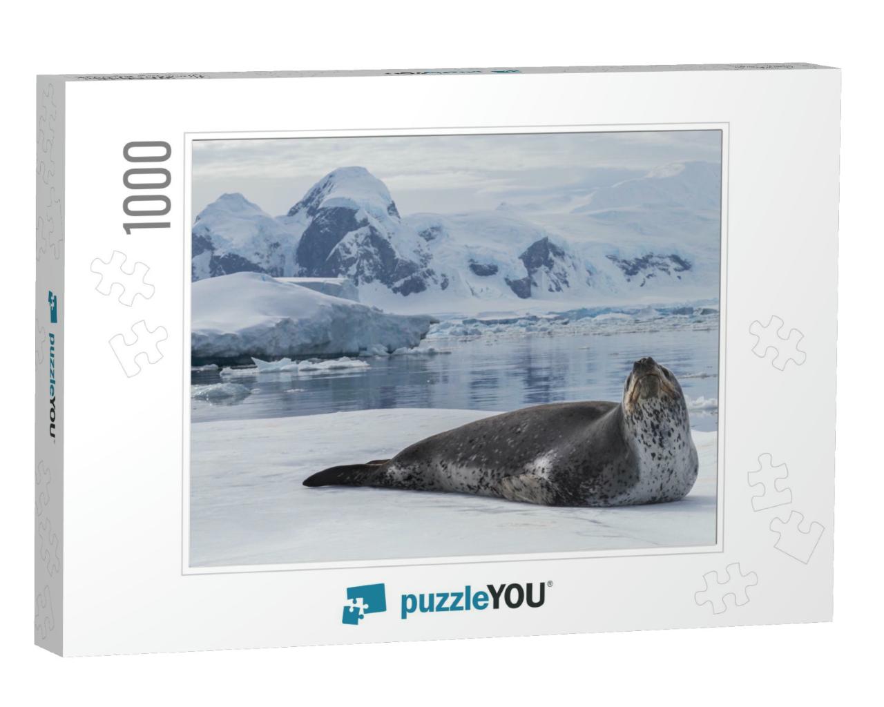 Natural Predators of Antarctica Region is Leopard Seal. R... Jigsaw Puzzle with 1000 pieces