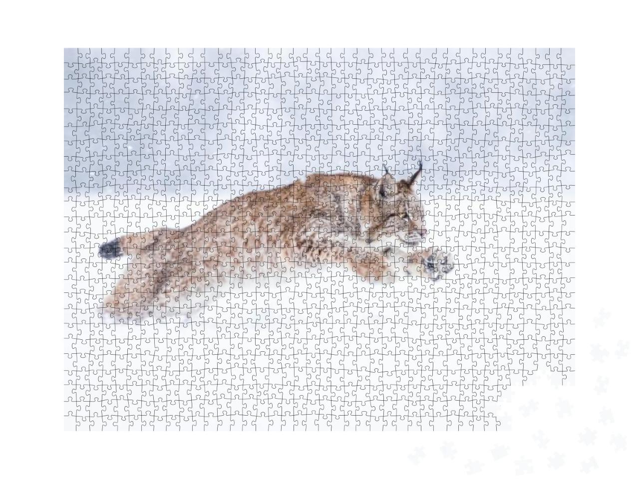 Young Eurasian Lynx on Snow. Amazing Animal, Running Free... Jigsaw Puzzle with 1000 pieces