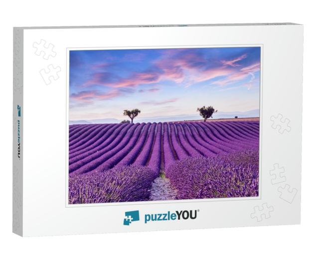 Lavender Field Summer Sunset Landscape Near Valensole. Pr... Jigsaw Puzzle
