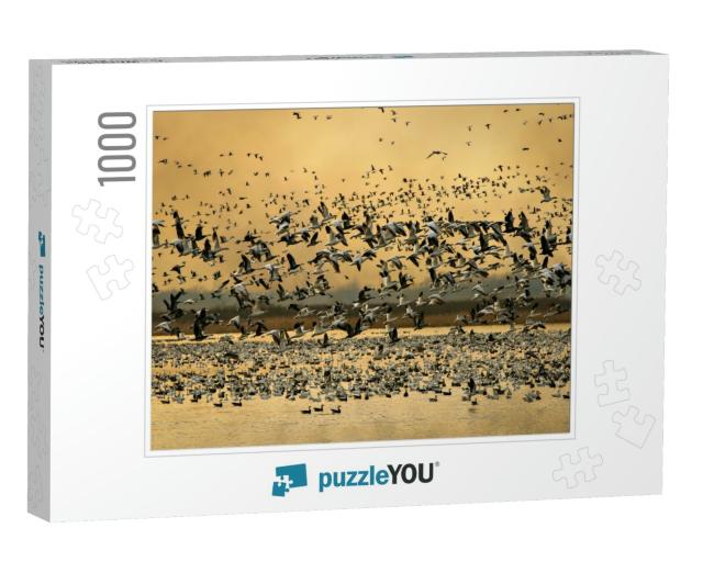 Snow Geese At Loess Bluffs National Wildlife Refuge in No... Jigsaw Puzzle with 1000 pieces