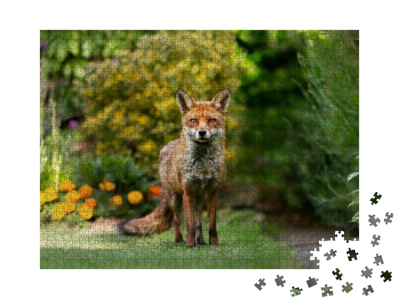 Close Up of a Red Fox Vulpes Vulpes Standing on Green Gra... Jigsaw Puzzle with 1000 pieces