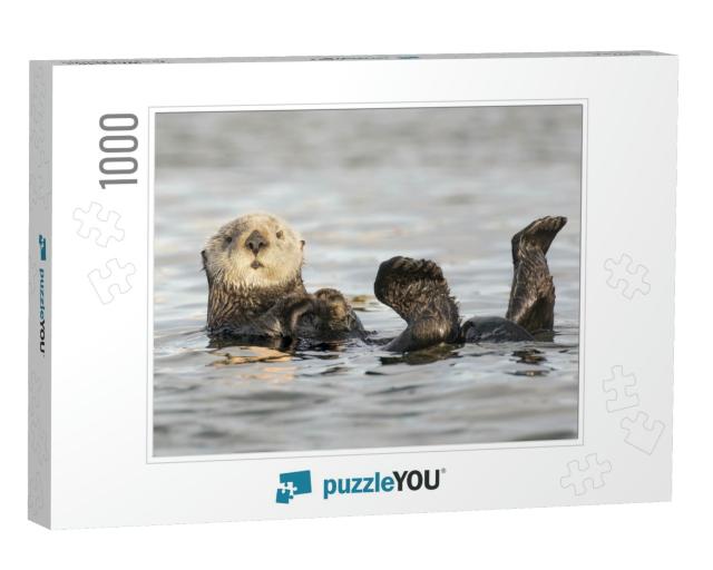 White Faced California Sea Otter Floating on His Back. Wa... Jigsaw Puzzle with 1000 pieces