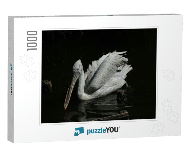 Pelican Family in Captivity in Rotterdam Zoo... Jigsaw Puzzle with 1000 pieces