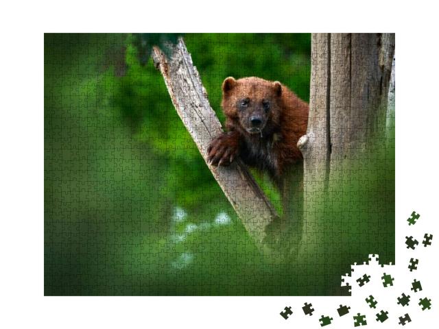 Wolverine on the Tree Trunk. Detail Portrait of Wild Wolv... Jigsaw Puzzle with 1000 pieces