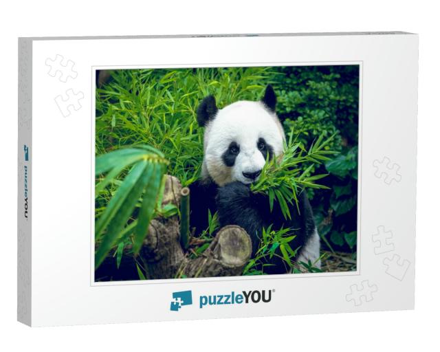 Hungry Giant Panda Bear Eating Bamboo... Jigsaw Puzzle