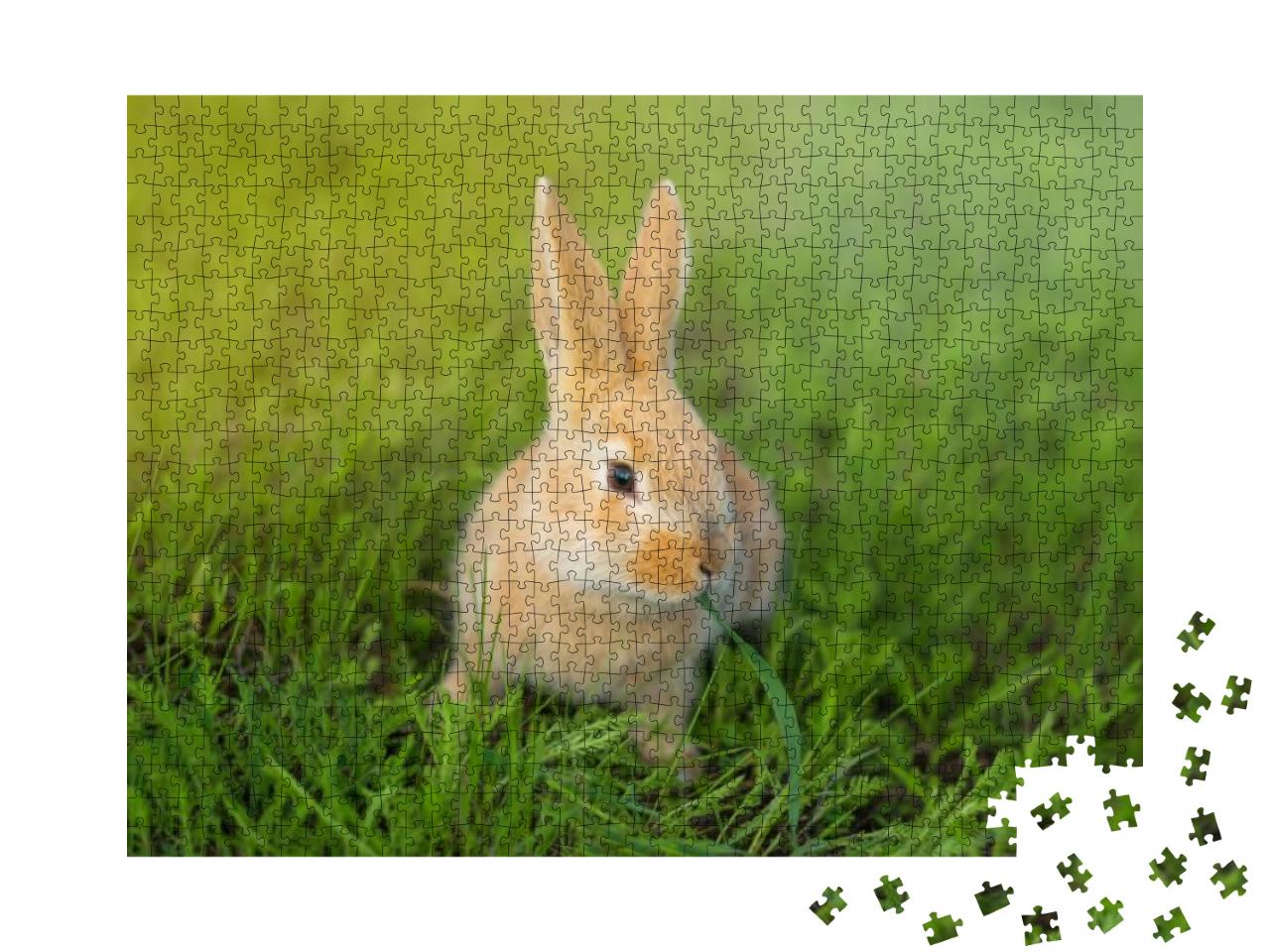 Red Rabbit is Chewing the Green Grass. Food for Rabbits... Jigsaw Puzzle with 1000 pieces