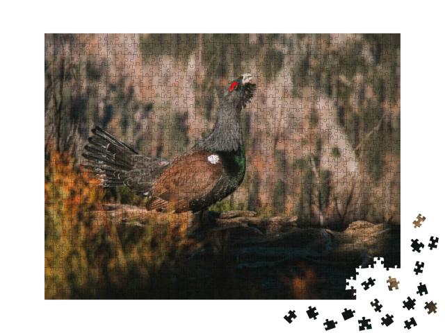 Black Forest Capercaillie Cock, Auerhahn... Jigsaw Puzzle with 1000 pieces