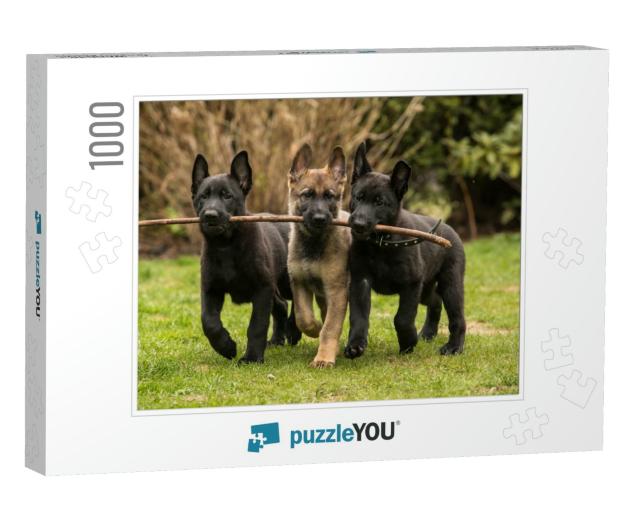 Three Working Line German Shepherd Puppies Brings One Sti... Jigsaw Puzzle with 1000 pieces