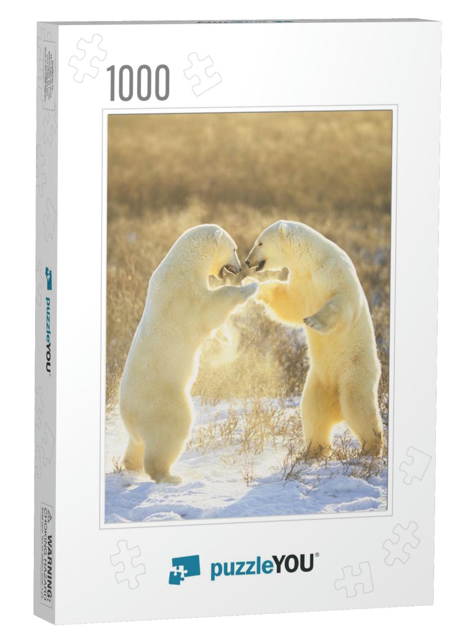 Polar Bears from Canada. Polar Bears Play Fight. Polar Be... Jigsaw Puzzle with 1000 pieces