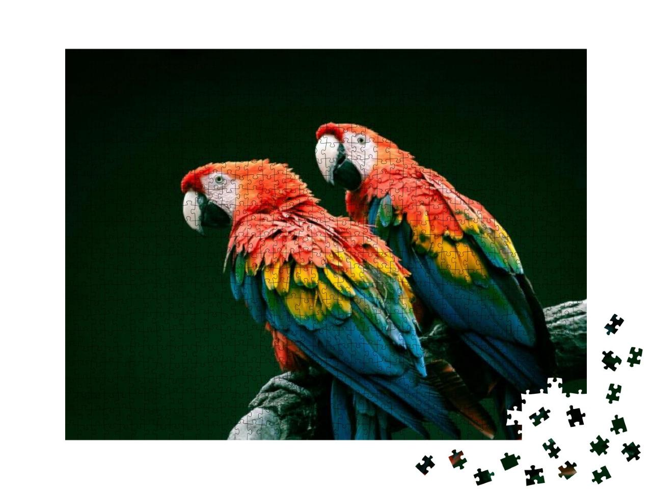 Pair of Big Parrot Red Macaw Sitting on the Branch. Ara C... Jigsaw Puzzle with 1000 pieces