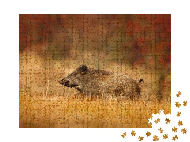 Autumn in the Forest. Big Wild Boar, Sus Scrofa, Running... Jigsaw Puzzle with 1000 pieces