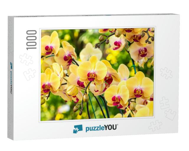 Beautiful Yellow Orchid Flowers Closeup... Jigsaw Puzzle with 1000 pieces