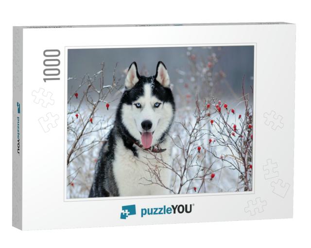 Siberian Husky Dog Black & White Color with Blue Eyes in... Jigsaw Puzzle with 1000 pieces