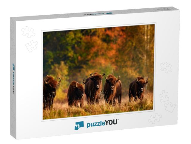 Bison Herd in the Autumn Forest, Sunny Scene with Big Bro... Jigsaw Puzzle