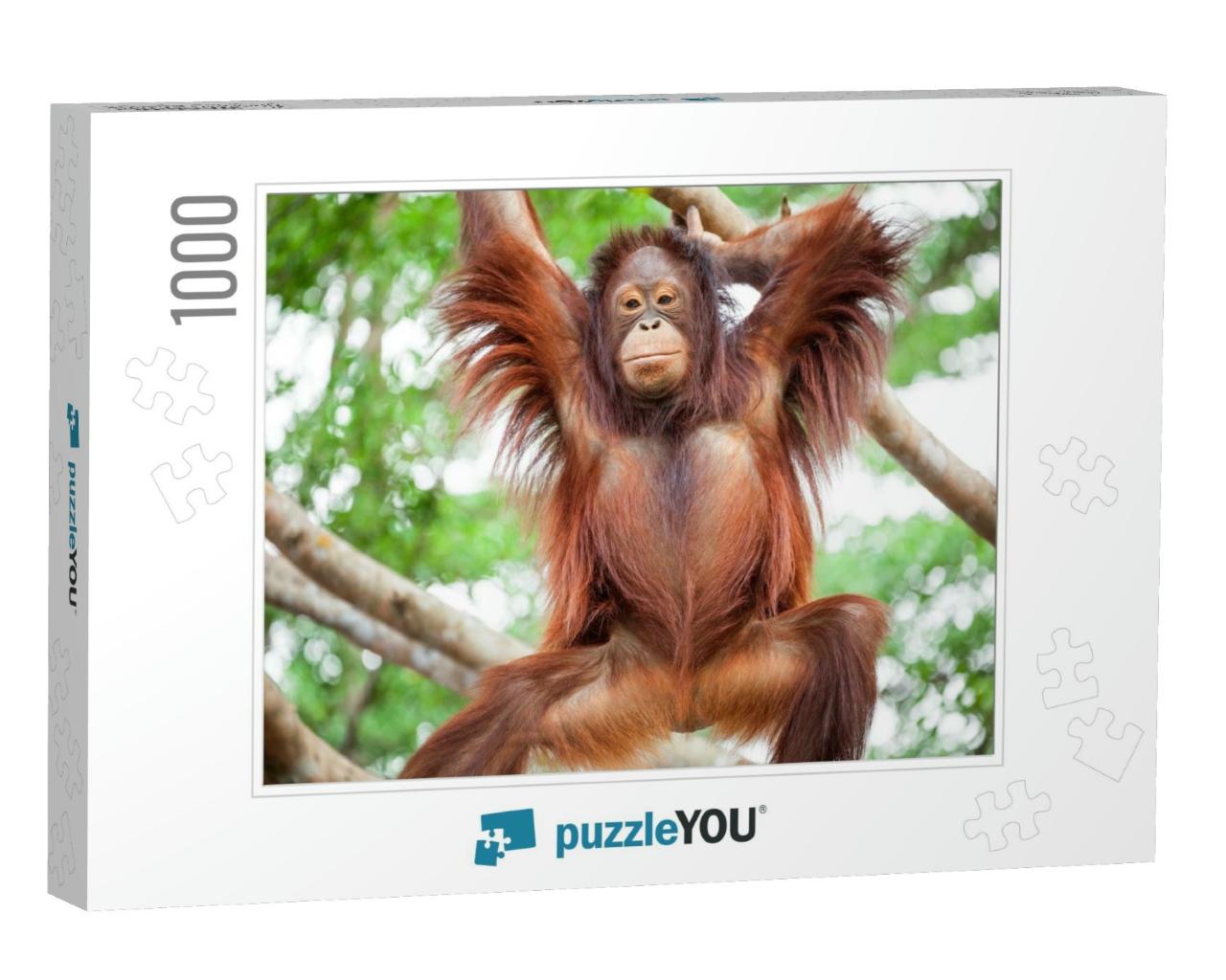 Orangutan Cute... Jigsaw Puzzle with 1000 pieces