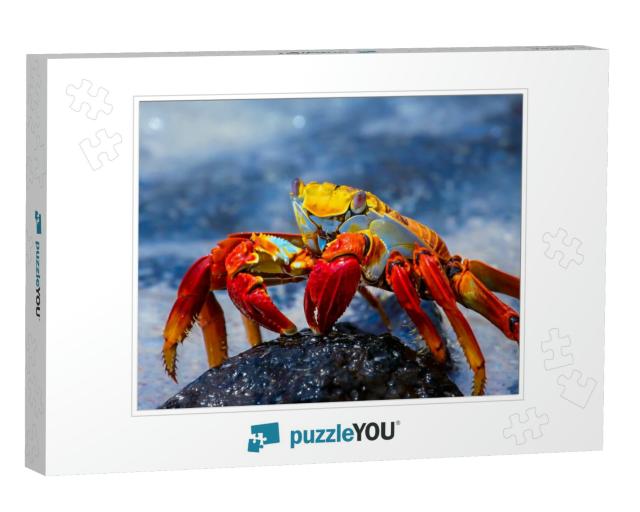 Sally Lightfoot Crab on a Lava Rock, Galapagos... Jigsaw Puzzle