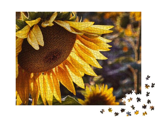 Yellow Sunflower in the Sunset Light. Close-Up. Sunflower... Jigsaw Puzzle with 1000 pieces