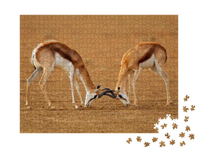 Two Male Springbok Antelopes Antidorcas Marsupialis Fight... Jigsaw Puzzle with 1000 pieces