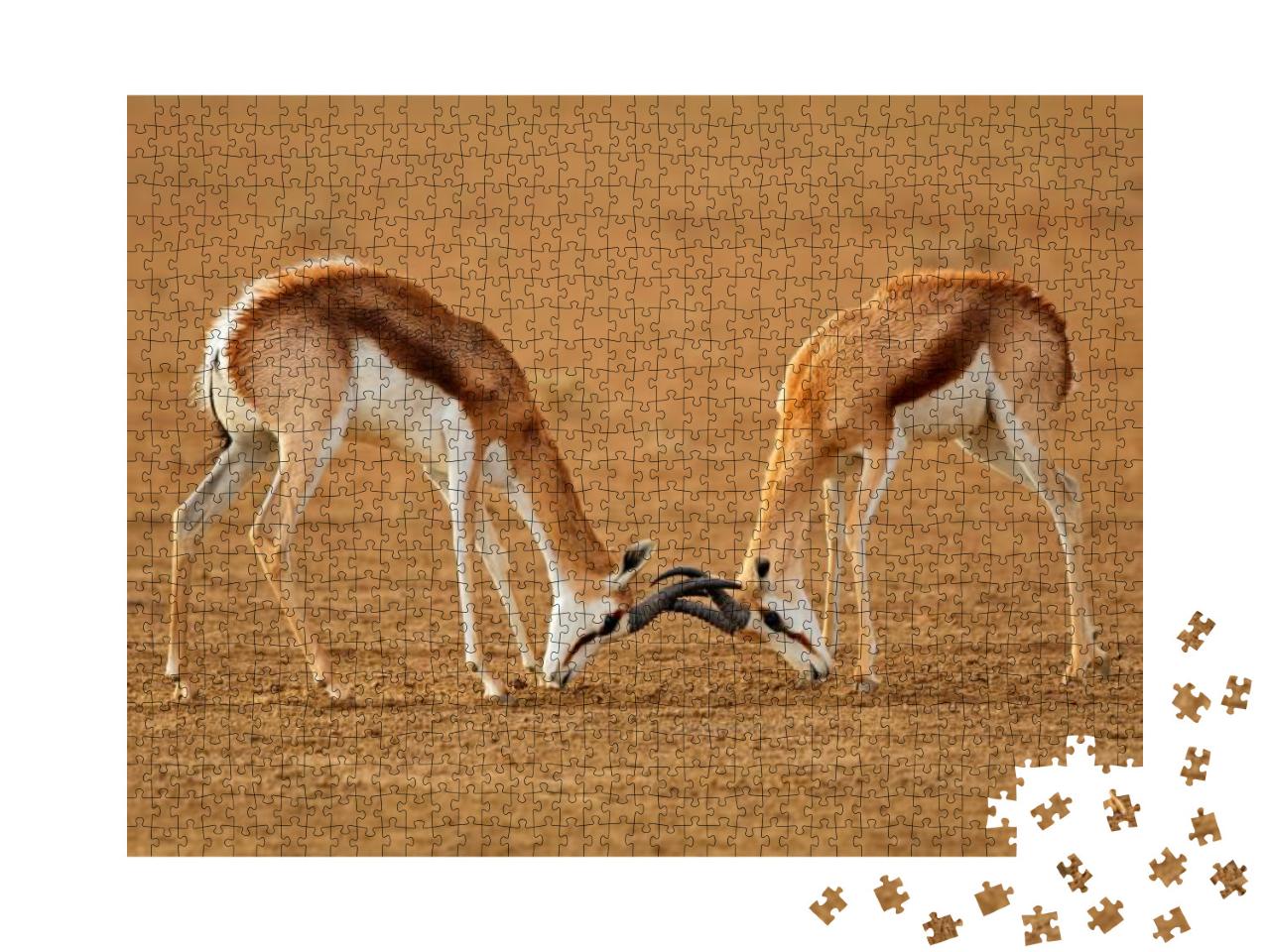 Two Male Springbok Antelopes Antidorcas Marsupialis Fight... Jigsaw Puzzle with 1000 pieces