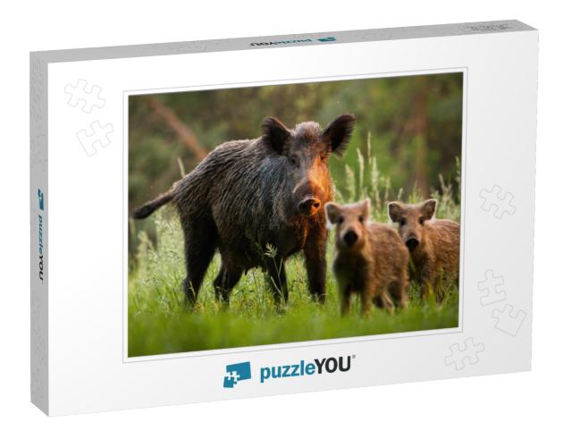 Family of Wild Boar, Sus Scrofa, S with Young Piglets on... Jigsaw Puzzle