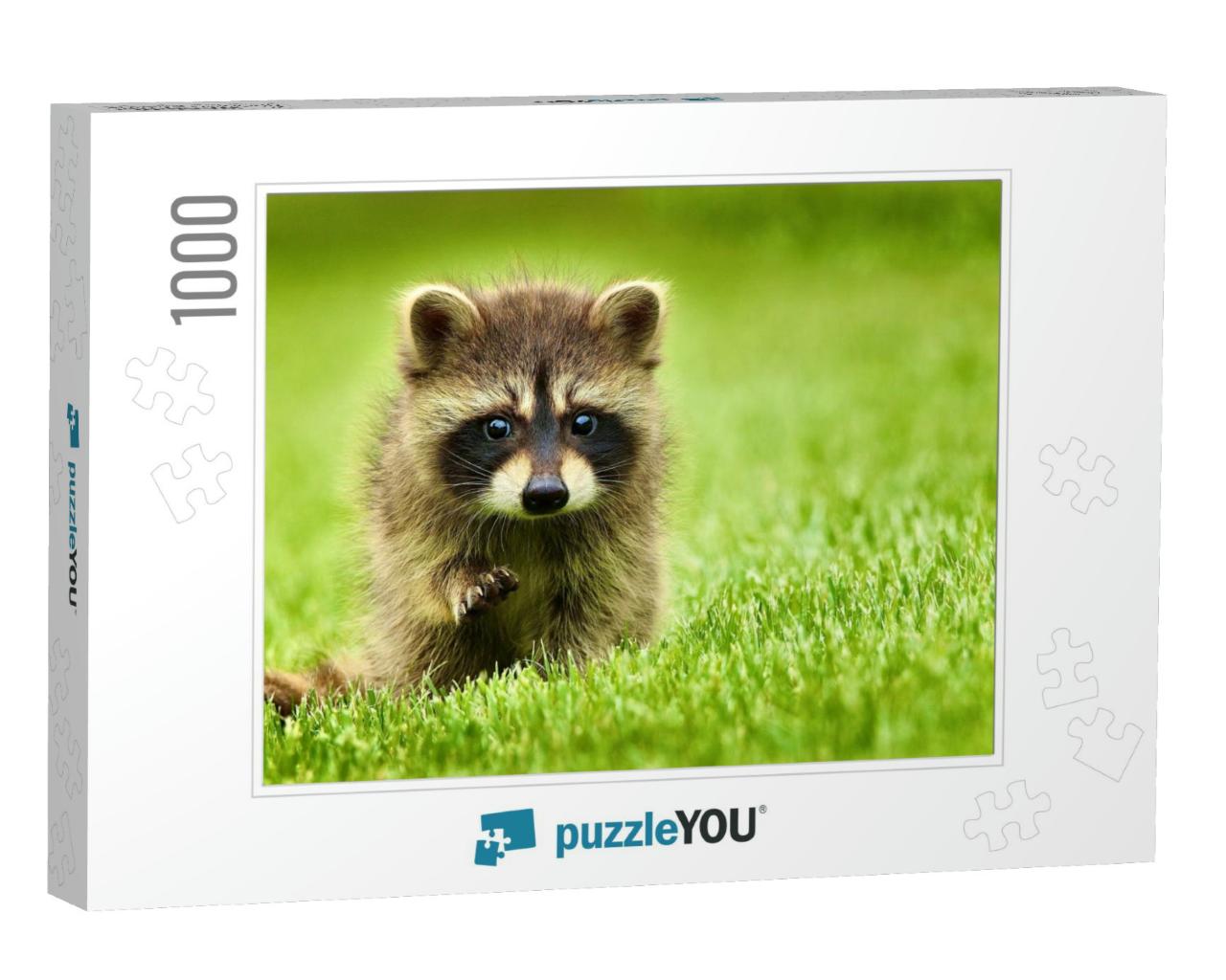 Raccoon is Sitting on Bright Green Grass with a Raised Pa... Jigsaw Puzzle with 1000 pieces